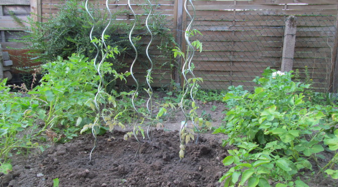 Die Tomate ziehen um